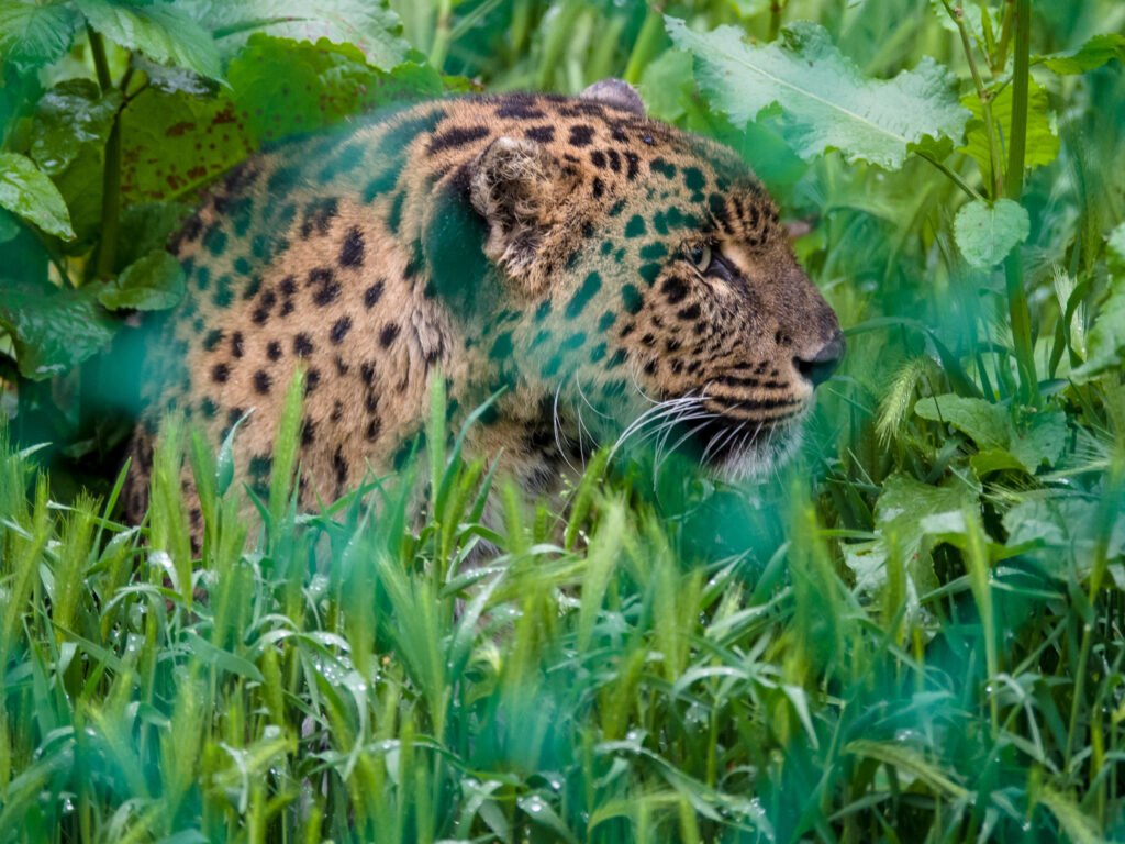 india wildlife