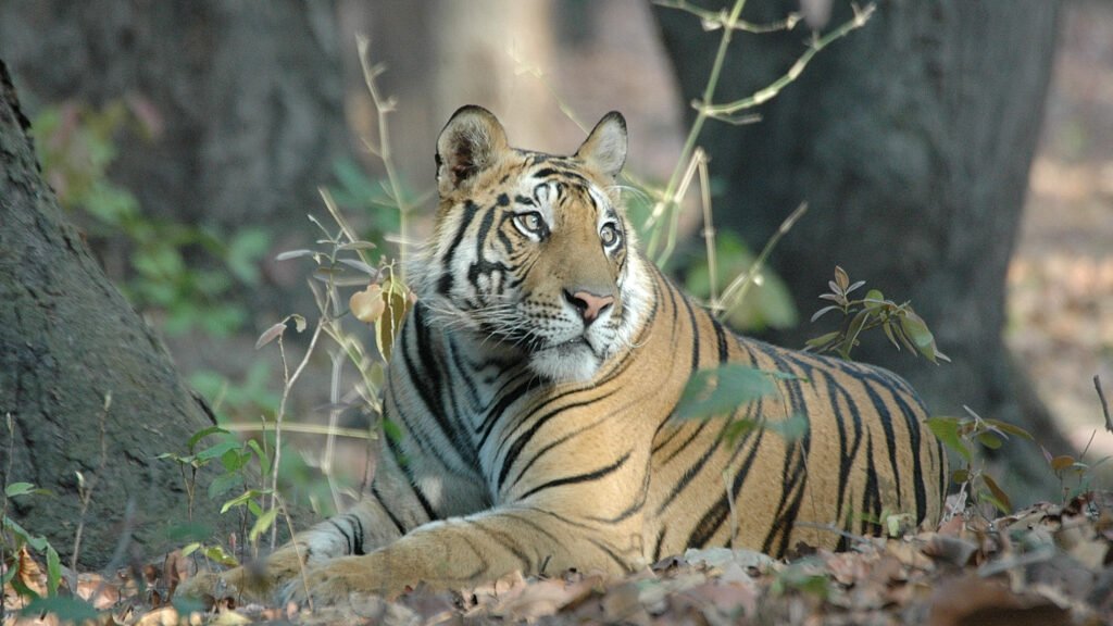 Tiger at Bandhavgarh National Park
