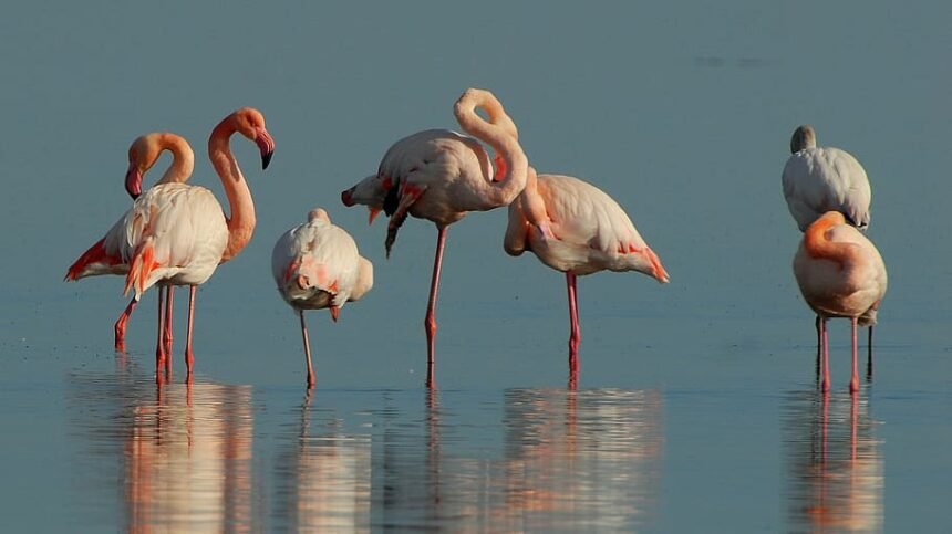 Flamingos at Chilka Lake