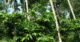 Vintage homestay in Coorg