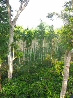 School Thota: A Vintage Homestay in Madikeri, Coorg