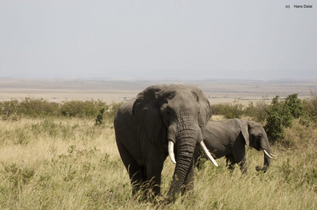 African Wildlife Secrets