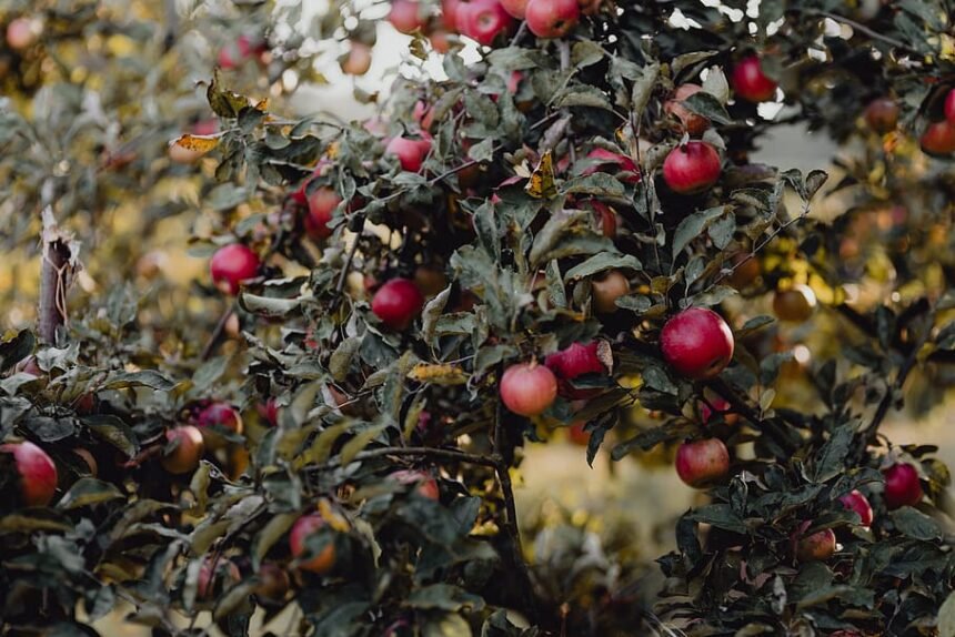 manali apples