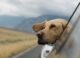 Dog in car