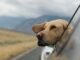 Dog in car