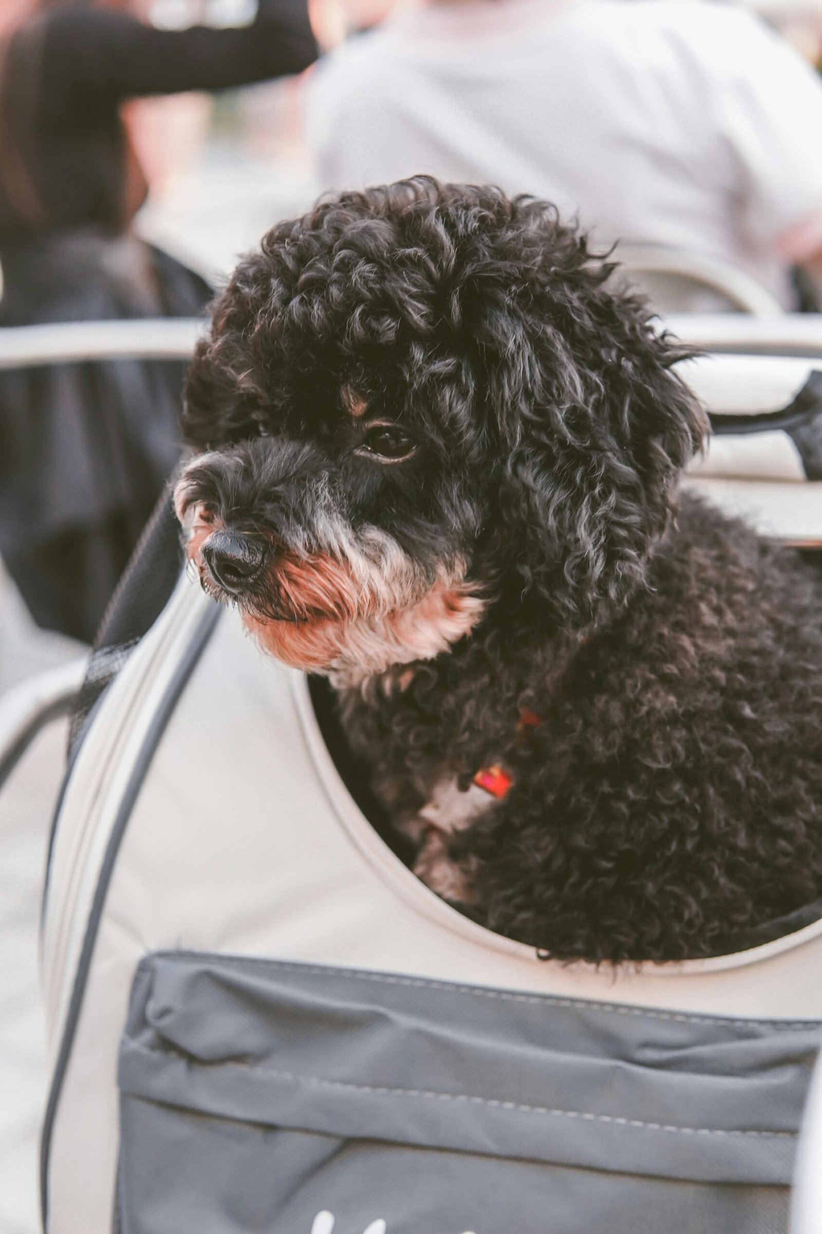 dog in transporter box